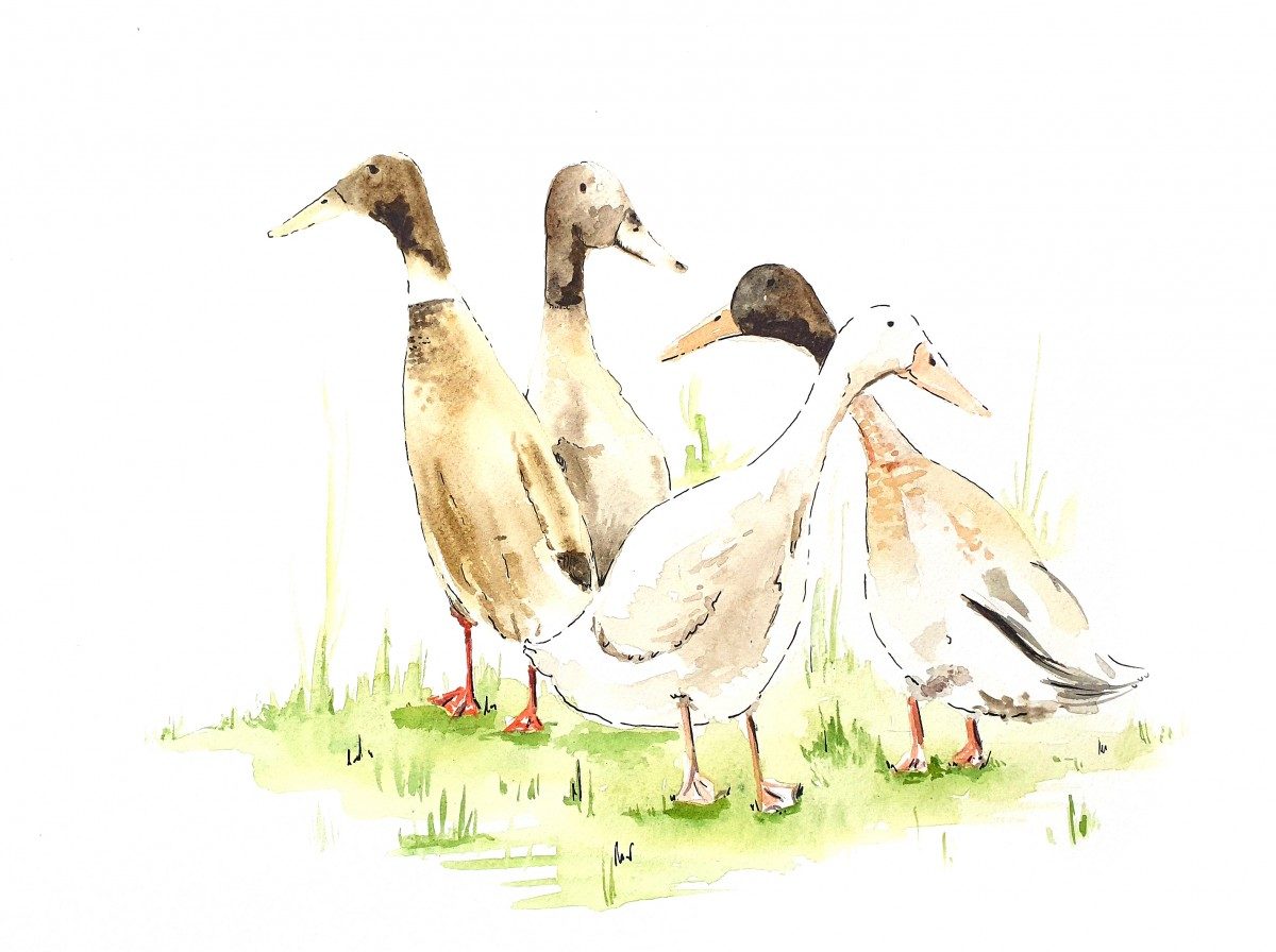 Les Canards du Moulin Haut